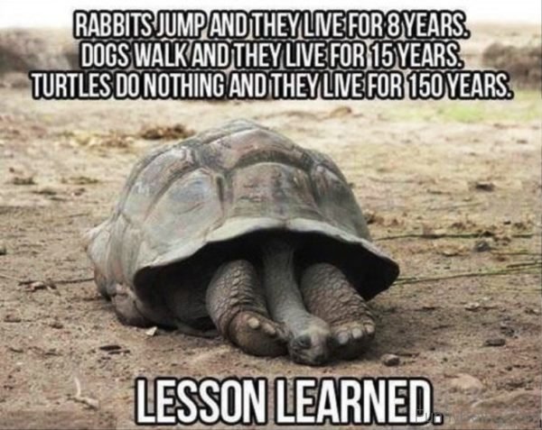 Rabbit Jump And They Live For 8 Years