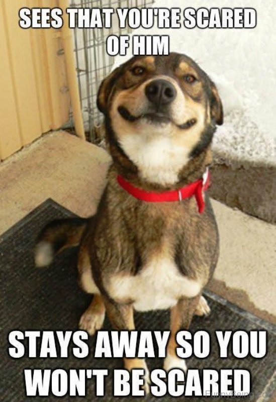 50 Funniest Dog Memes Of All Time