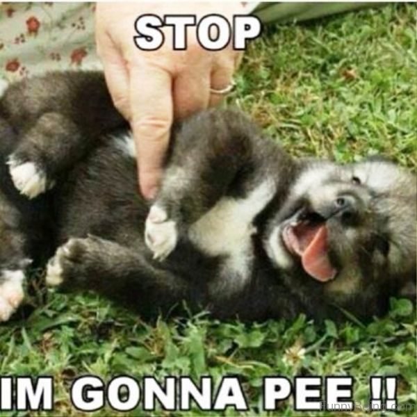 Stop Im Gonna Pee