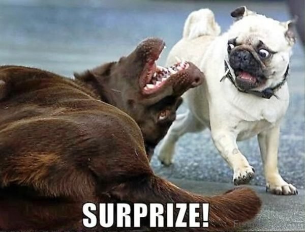 Surprize