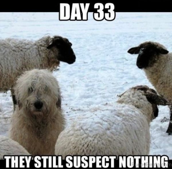 They Still Suspect Nothing