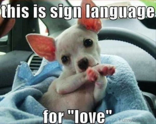 This Is Sign Language