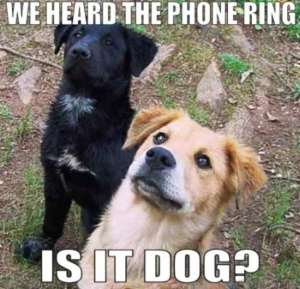 We Heard The Phone Ring