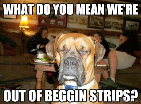 72 Fantastic Dog Memes