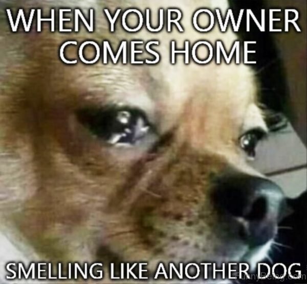 When Your Owner Comes Home