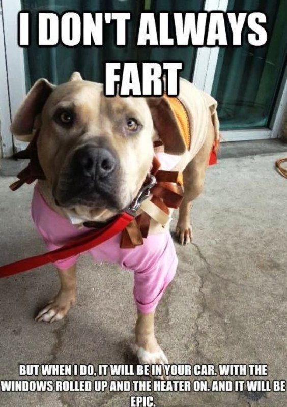 I Dont Always Fart