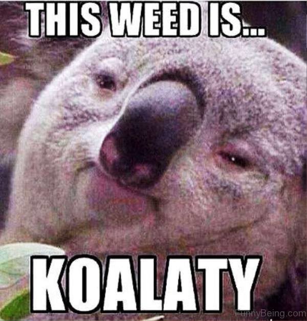 This Weed Is Koalaty