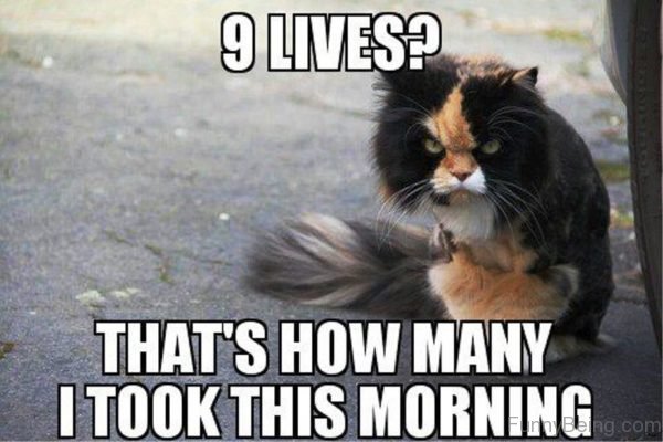 9 Lives