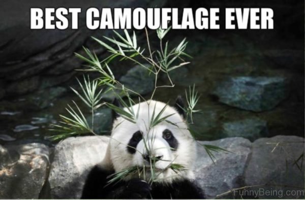 Best Camouflage Ever