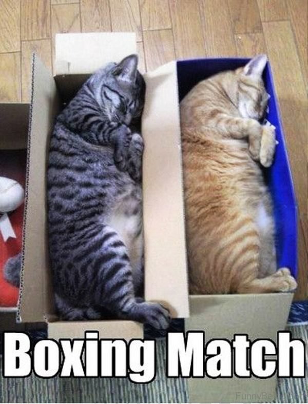 Boxing Match