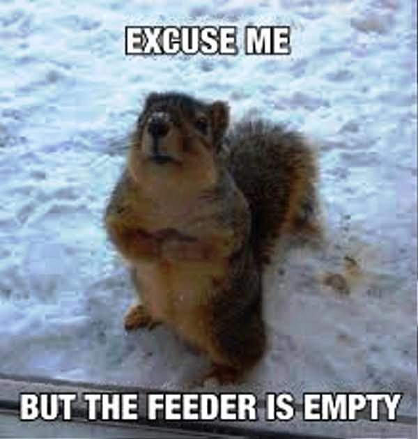 Excuse Me But The Feeder Is Empty