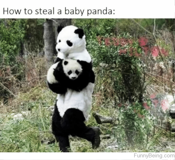 How To Steal A Baby Panda