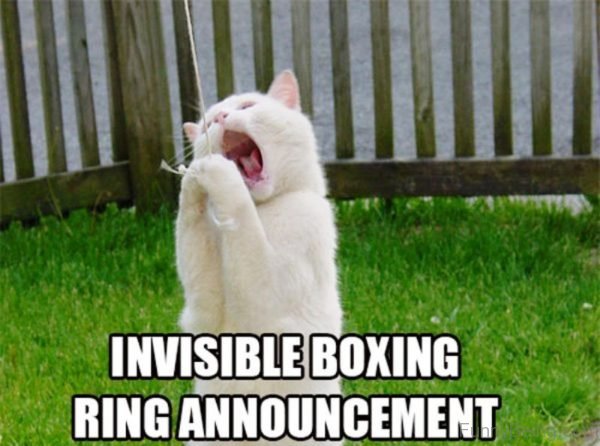 56 Very Funny Boxing Memes