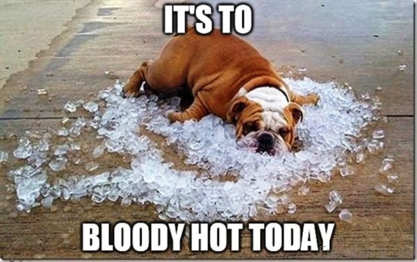 Its To Bloody Hot Today