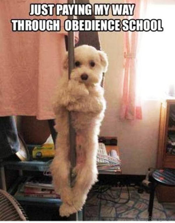 Just Paying My Way Through Obedience School