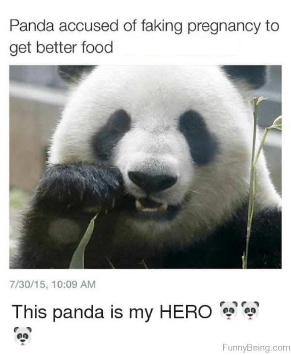 Panda Accused Of Faking Pregnancy