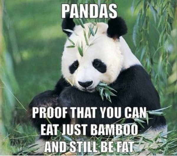 Pandas Proof That You Can Eat Just Bamboo