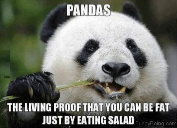 Pandas The Living Proof That You Can Be Fat