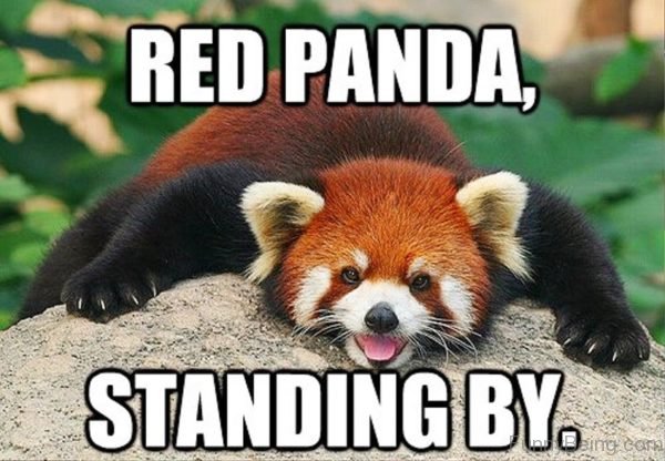 84 Stupid Panda Memes