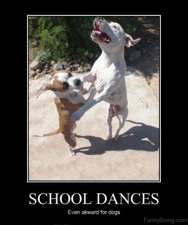 School Dances Even Akward For Dogs