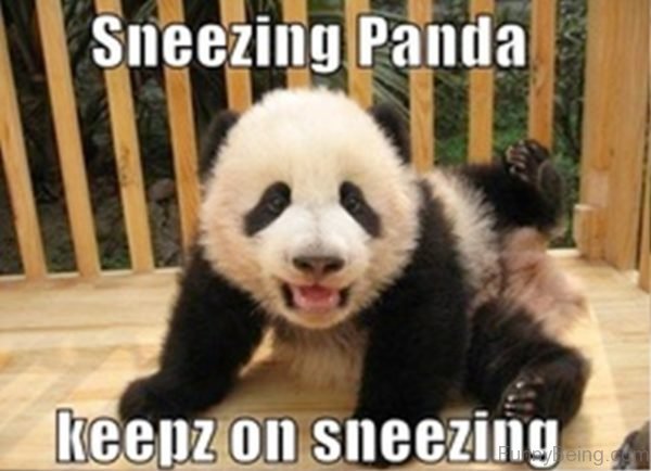 Sneezing Panda