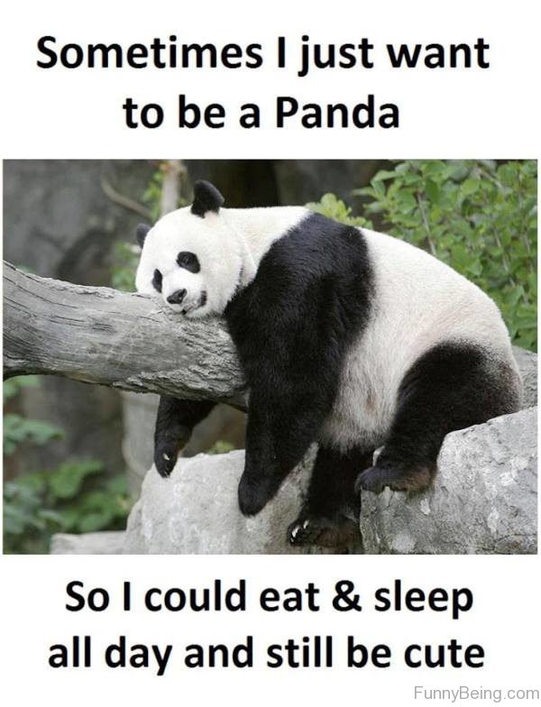 Sometimes I Just Want To Be A Panda