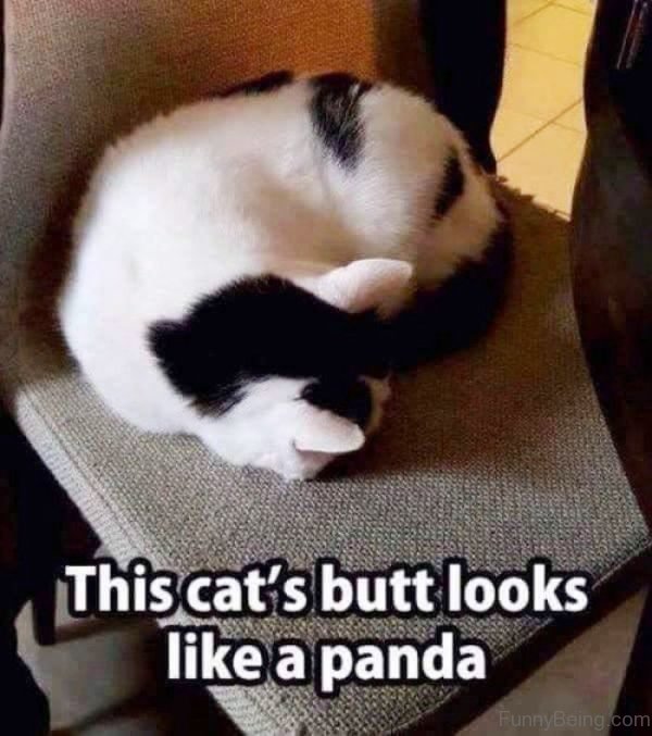This Cats Butt Looks Like A Panda.pg_