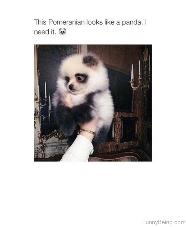 This Pomeranian Looks Like A Panda