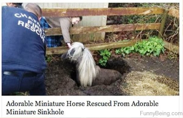 Adorable Miniature Horse Rescued