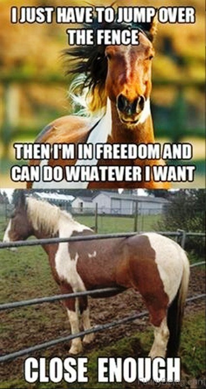 80 Super Funny Horse Memes