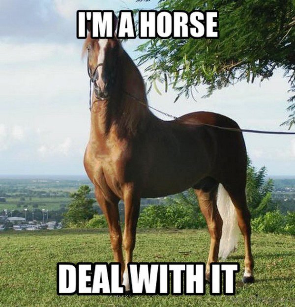 Im A Horse Deal With It