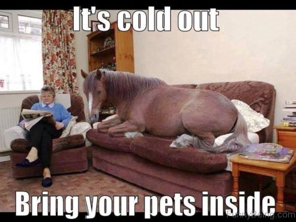 80 Super Funny Horse Memes