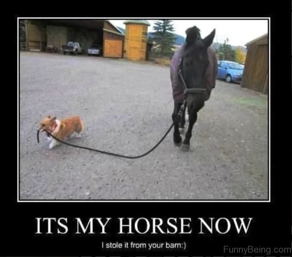 Its My Horse Now