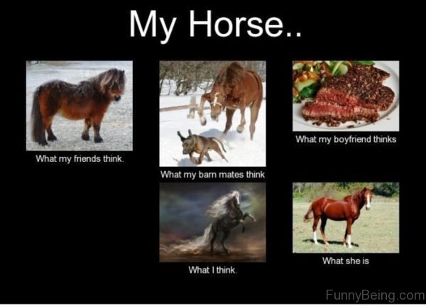 My Horse