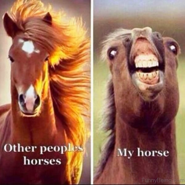 Other People Horses Vs My Horse