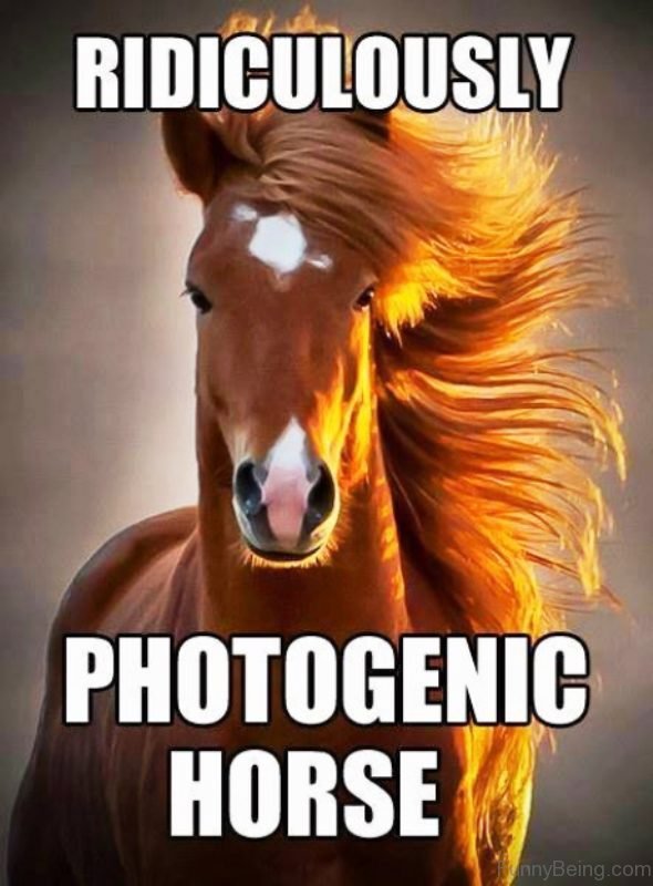 83 Foolish Horse Memes