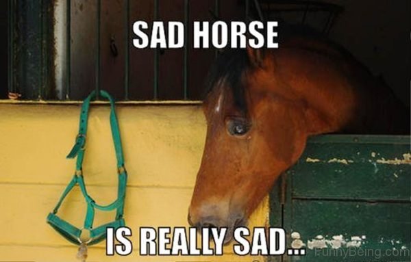 Sad Horse Is Really Sad