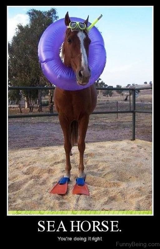 Sea Horse You re Doing It Right