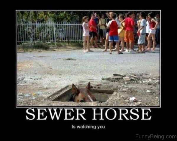 Sewer Horse Is Watching You