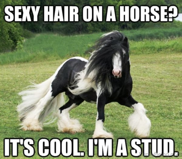 Sexy Hair On A Horse