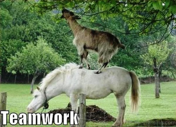 Teamwork