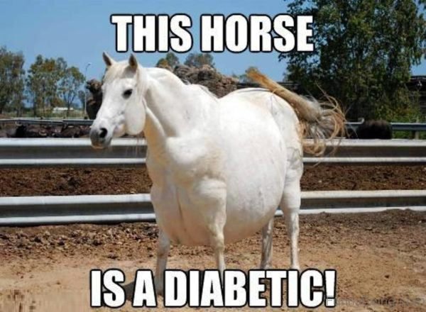 This Horse Is A Diabetic