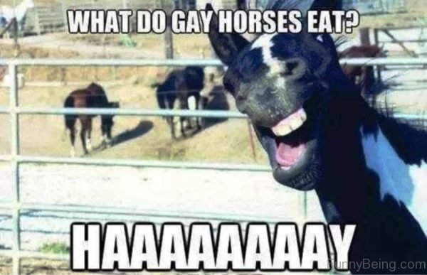 What Do Gay Horses Eat