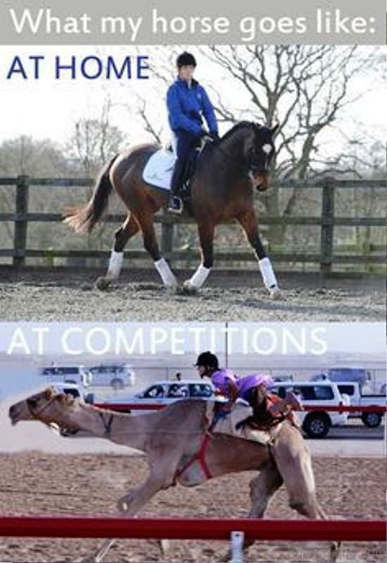 What My Horse Goes Like