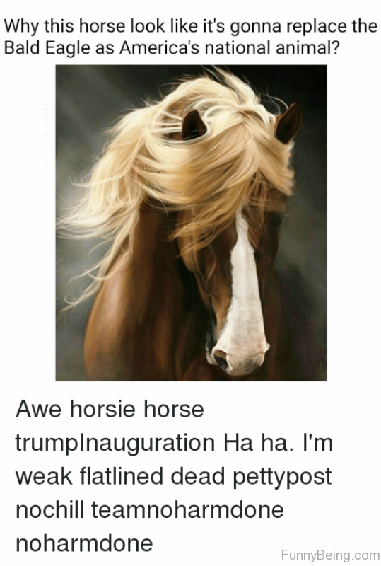 Im gonna take my horse. Why meme Horse.