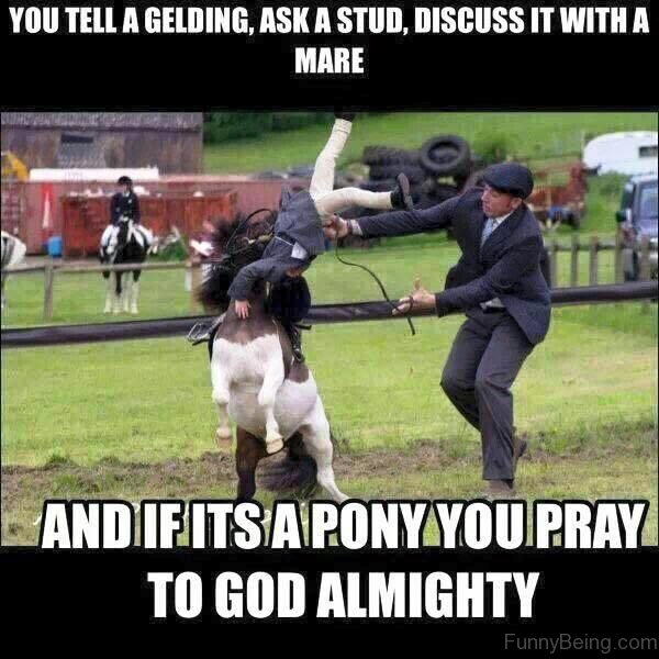 You Tell A Gelding