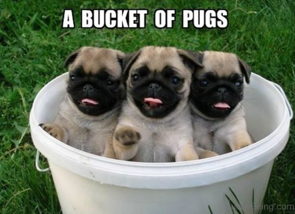 A Bucket Of Pugs