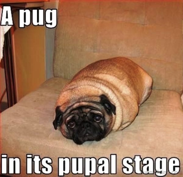 A Pug In Its Pupal Stage
