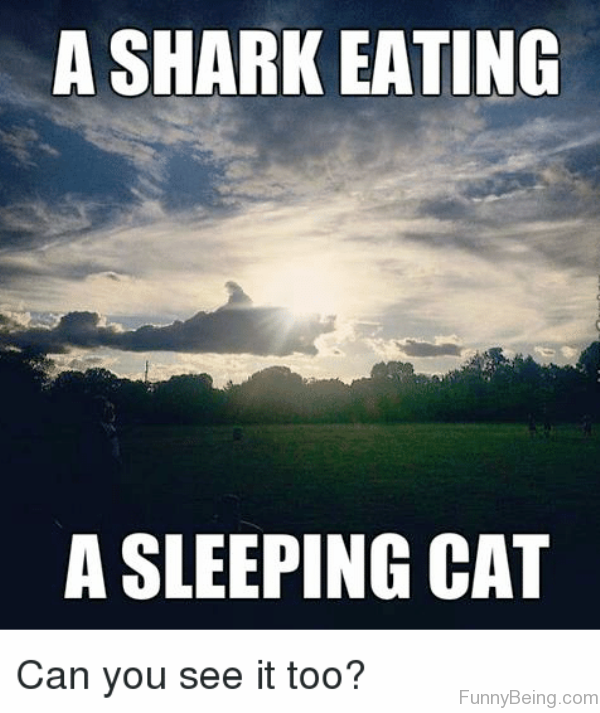 A Shark Eating A Sleeping Cat