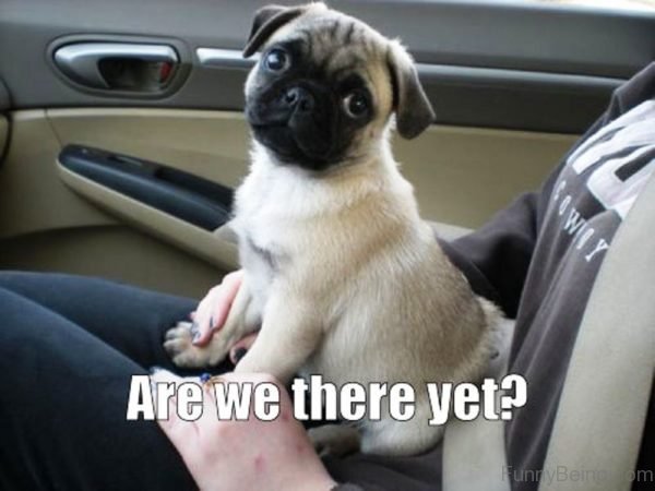 100 Hilarious Pug Memes Pictures